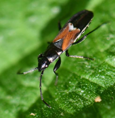 Réf. 322 611 : Pterotmetus staphyliniformis